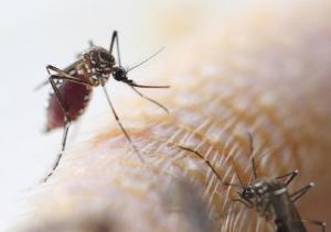 Epidemia de dengue no Paran deixa a populao em alerta