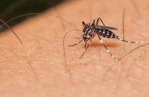 Casos de dengue no Paran aumentam quase 5.000% em relao ao ano passado