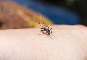 Secretaria Estadual de Sade alerta: populao tem importante papel no combate  dengue