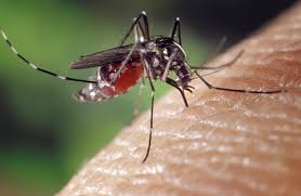 Sade publica novo guia de manejo clnico para chikungunya